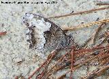 Mariposa Hipparchia statilinus - Hipparchia statilinus. Caada Saucar - Santiago Pontones