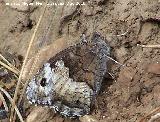 Mariposa Hipparchia statilinus - Hipparchia statilinus. Caada Saucar - Santiago Pontones