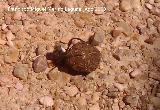Escarabajo pelotero - Sishyphus schaefferi. Los Anchos (Santiago-Pontones)