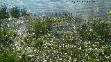 Hierba lagunera - Ranunculus aquatilis. Laguna del Pizorro - Gnave