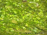 Hierba lagunera - Ranunculus aquatilis. Valdepeas