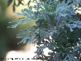 Incienso canario - Artemisia canariensis. Crdoba