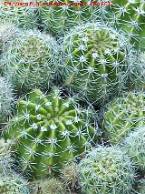 Cactus lirio de pascua - Echinopsis multiplex. Tabernas