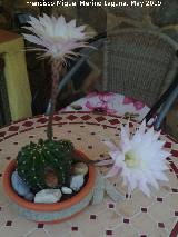 Cactus lirio de pascua - Echinopsis multiplex. Los Villares