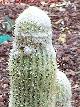 Cactus Espostoa melanostele