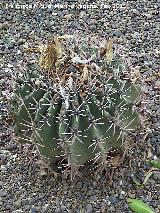 Cactus barril de Sonora - Ferocactus emory. Tabernas