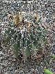 Cactus barril de Sonora