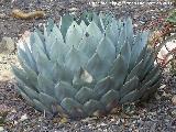 Cactus Mezcal - Agave parryi. Tabernas