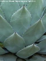 Cactus Mezcal - Agave parryi. Tabernas