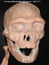 Homo heidelbergensis. Tautavel - Francia
