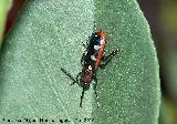 Escarabajo del esprrago - Crioceris asparagi. Los Villares