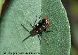Escarabajo del esprrago - Crioceris asparagi. Los Villares