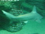 Pez Tiburn gris - Carcharhinus amblyrhynchos. Valencia