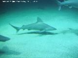 Pez Tiburn gris - Carcharhinus amblyrhynchos. Valencia