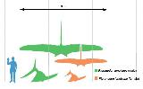 Pteranodon - Pteranodon longiceps. Comparacin con el hombre. Wikipedia