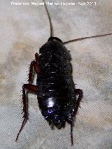 Cucaracha - Blatta orientalis. Navas de San Juan