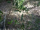 Labirnago - Phillyrea angustifolia. Pea del Olivar - Siles