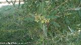 Labirnago - Phillyrea angustifolia. Fruto. Parque del Seminario - Jan
