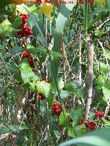 Grosellero - Ribes rubrum. Pea del Olivar - Siles