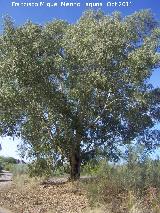 Eucalipto - Eucalyptus globulus. San Miguel - Linares