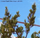 Lilo - Syringa vulgaris. Navas de San Juan