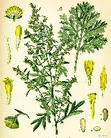 Arsenio - Artemisia absinthium. Wikipedia