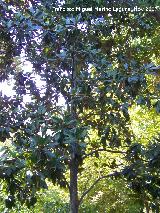 Magnolio - Magnolia grandiflora. Crdoba