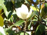 Magnolio - Magnolia grandiflora. Flor. Los Villares
