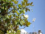Magnolio - Magnolia grandiflora. Los Villares