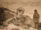 Mamut - Mammuthus sp.. Hallazgo del primer Mamut en Siberia en 1900