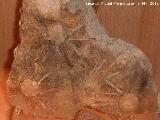 Erizo Acrosalenia - Acrosalenia hemicidaroides. Coleccin de Manuel Caada Blasco. Torredonjimeno
