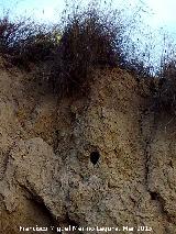 Pjaro Abejarruco - Merops apiaster. Nido. Rambla del Bizco - Cabra de Santo Cristo