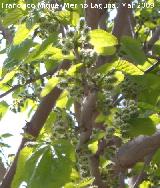 Morera blanca - Morus alba. Los Villares