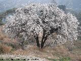 Almendro - Prunus dulcis. La Guardia