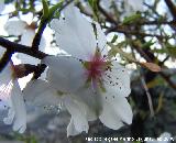 Almendro - Prunus dulcis. Jan