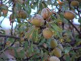 Almendro - Prunus dulcis. Los Villares