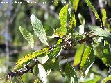 Almendro - Prunus dulcis. Crdoba