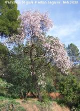 Almendro - Prunus dulcis. Navas de San Juan