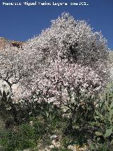 Almendro - Prunus dulcis. Fuente de la Pea - Jan