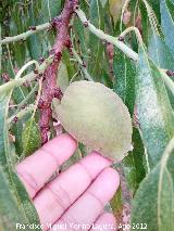 Almendro - Prunus dulcis. Almendra. Los Villares