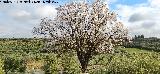 Almendro - Prunus dulcis. Almendro de la Monea - Rus