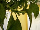 Naranjo amargo - Citrus aurantium. Los Villares