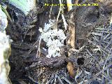 Hormiga acrbata - Crematogaster sp.. Segura de la Sierra
