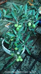 Olivo - Olea europaea. Bonsai. Invernadero en Jan