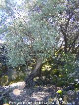 Olivo - Olea europaea. Barranco del Lobo - beda