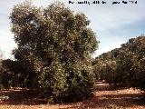 Olivo - Olea europaea. Olivo de Fuente Buena, el ms grande del mundo