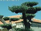 Olivo - Olea europaea. Olivo podado para jardinera. Puente de la Sierra - Jan