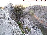 Acebuche - Olea europaea var. sylvestris. Cresta del Diablo - Jan