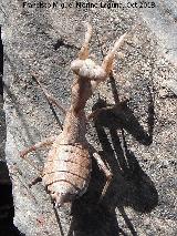 Mantis enana europea - Ameles spallanziana. Pantano de El Rumblar - Baos de la Encina