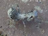 Mantis enana europea - Ameles spallanziana. Puerto Alto - Jan